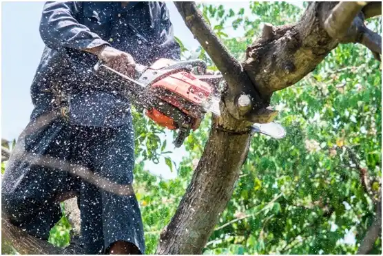 tree services Scotts Hill